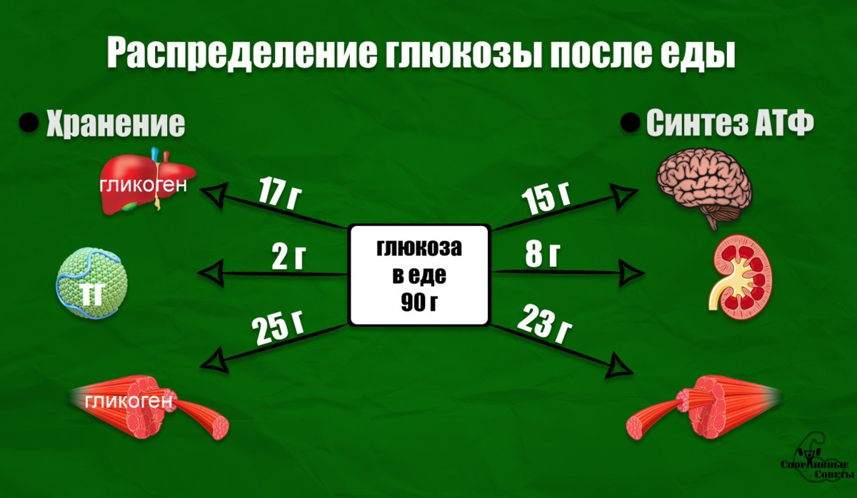 Гликоген в мышцах. Распределение Глюкозы в организме. Распределение гликогена в организме. Запасы гликогена в организме.