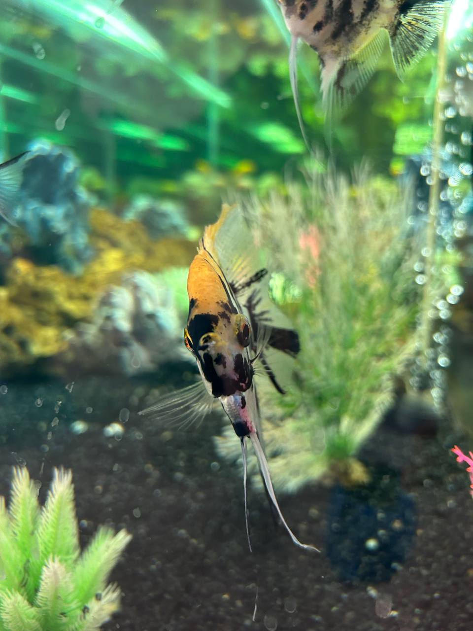 Нюра Шарикова - Реабилитационная школа-интернат №32: для детей с ...